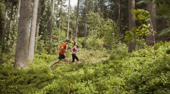 Trailrunning Wald Saalfelden Leogang